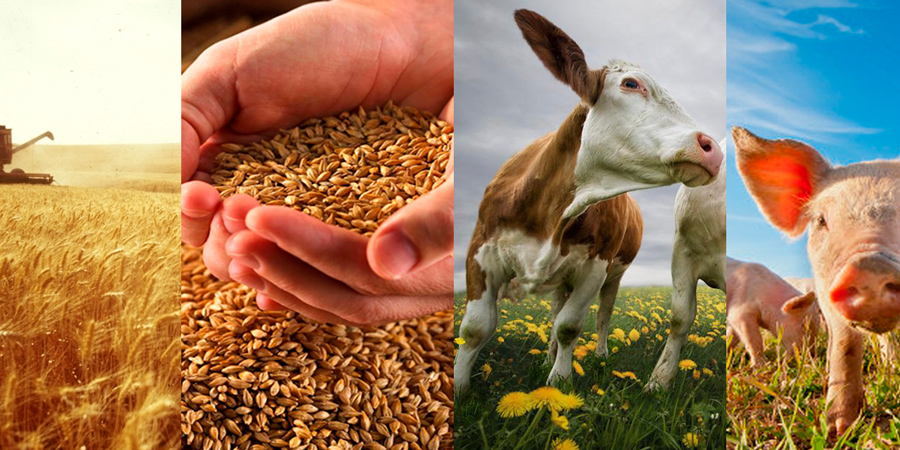 Сельское хозяйство Жирятинского района Брянщины успешно развивается