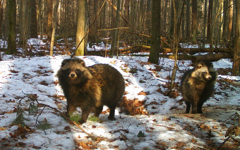 Зимняя перепись животных