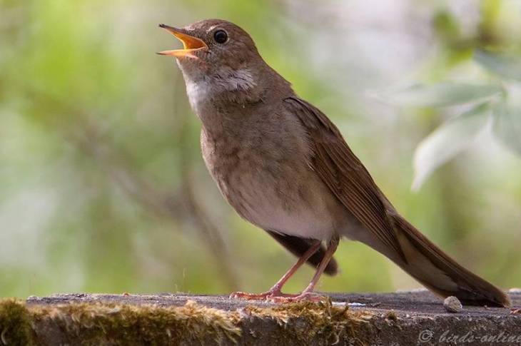 Акция «Соловьиные вечера»