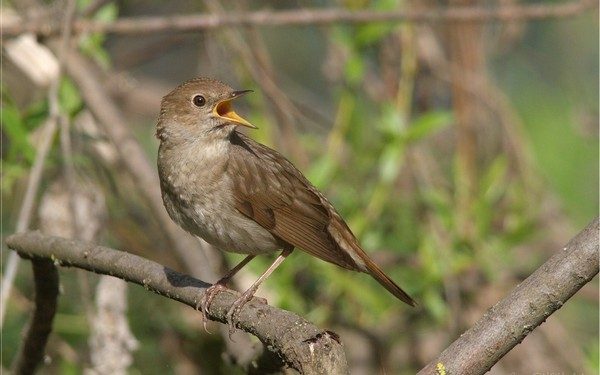 Брянск на втором месте по количеству соловьев
