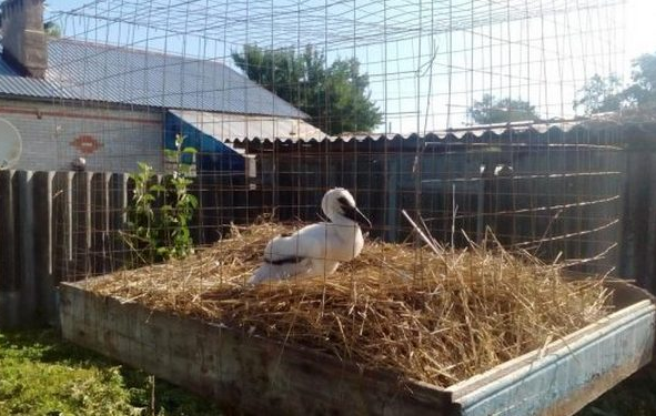 Приют «Крылья мира» создала почепская семья Брянской области