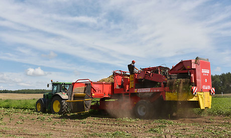 На  полях Брянщины началась уборка раннего картофеля
