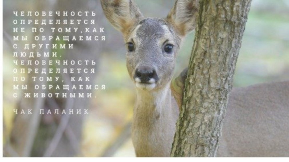 В Брянской области создают Лесной дом