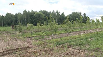 На Брянщине увеличивается площадь садовых плантаций