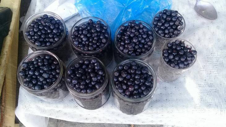 В Новозыбкове Брянской области обнаружили радиационные ягоды и грибы