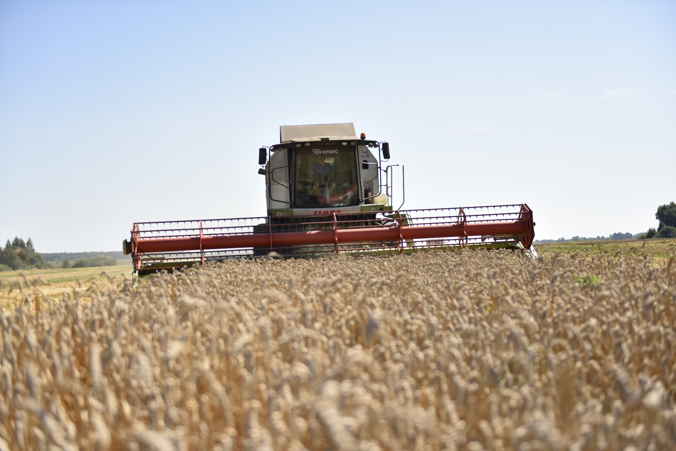 Хлеборобы Черноземья поразились урожаем на полях на Брянщине