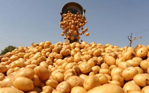 Брянщина подтвердила статус картофельной столицы России