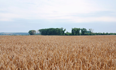 В Брянской области полным ходом идет уборочная страда