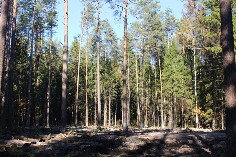 В рамках акции «Живи, лес!» на опытных участках лесничества высажено более 4000 сеянцев сосны