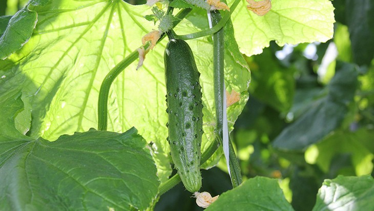 Брянском районе будет тепличный комбинат