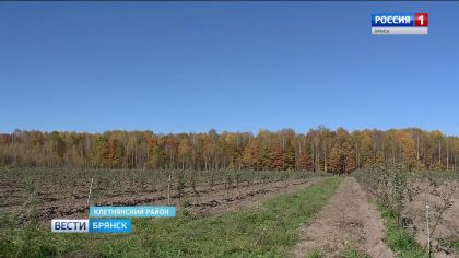 В Клетнянском районе разбит уникальный яблоневый сад