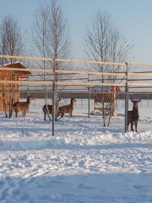 На «Брянском подворье» в Унечском районе поселились пятнистые олени
