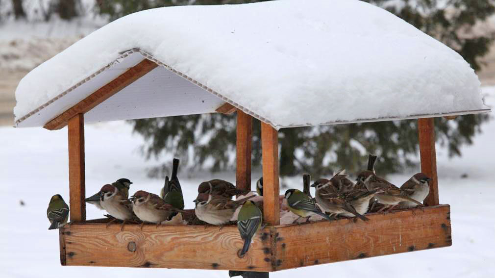 В Белых Берегах Брянской области  объявлен  конкурс на лучшую кормушку