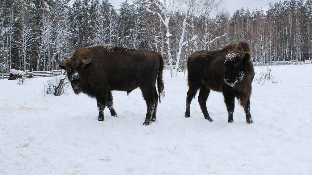 Заповедник «Брянский лес» пополнился зубрами