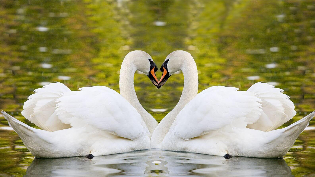 В Брянском Овстуге идет подготовка ко Дню всех влюбленных