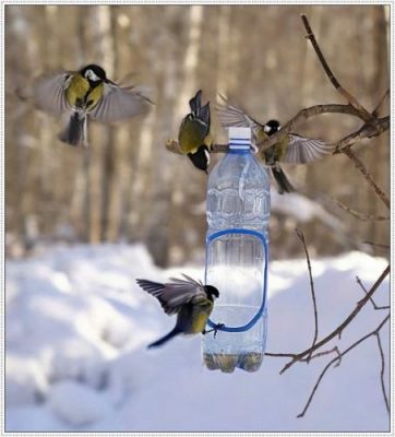 «Покорми птиц зимой» — так называется акция, в которой примут участие жители Сельцо Брянской области