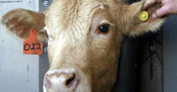 В Брянской области у  сельхозживотных будут электронные паспорта