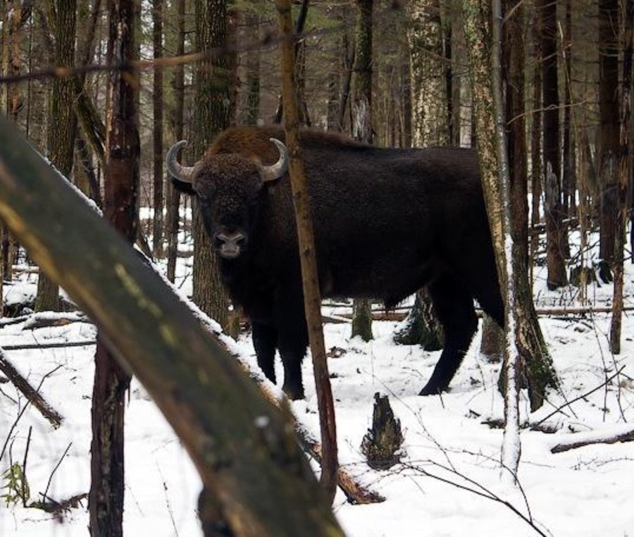 Волонтеры будут работать  в заповеднике «Брянский лес»