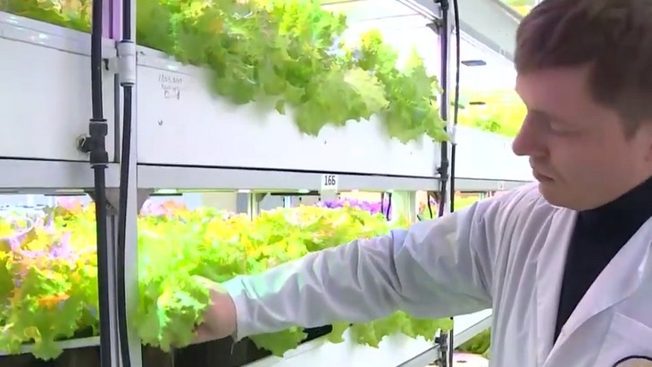 В Дятькове Брянской области  начали  выращивать в воде салат с йодом и селеном