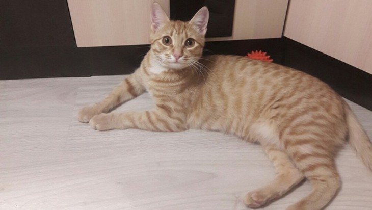 Брянский приют для животных «Второй шанс» проведет контактную акцию-выставку «Забери меня домой»