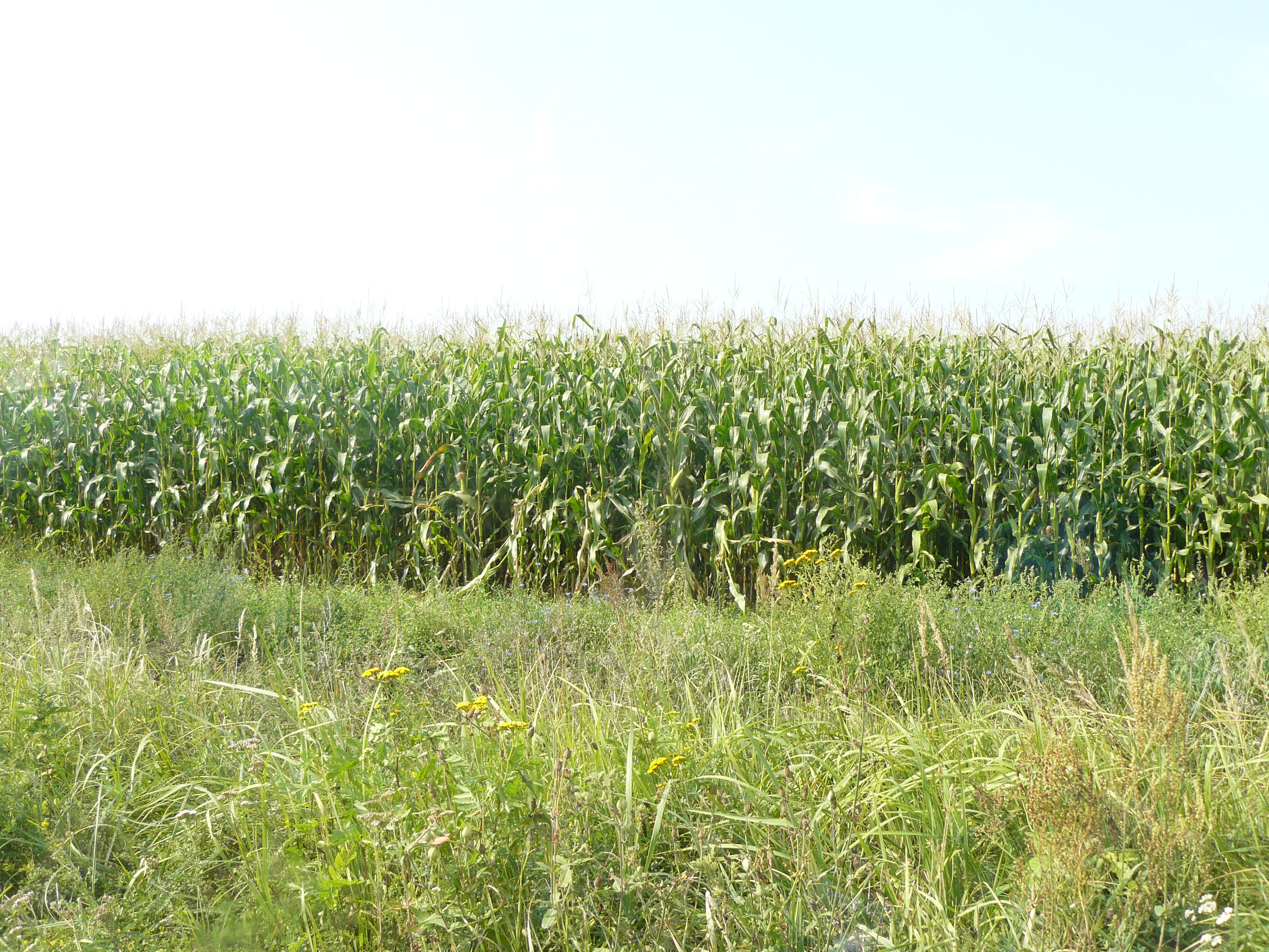 На Брянщине в  Дятьковском районе  заброшенные земельные паи вводят в оборот