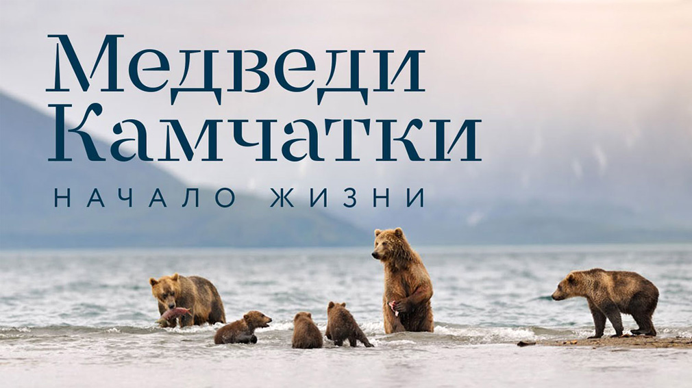 В областной библиотеке  г. Брянска  покажут фильм  «Медведи Камчатки. Начало жизни»