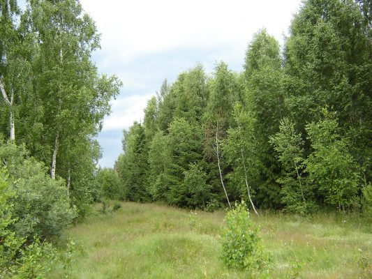 В Жуковской школе на Брянщине  №2 создан уголок леса