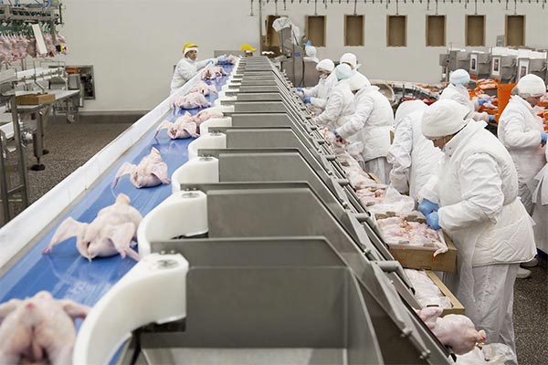 В Китай отправлена первая партия куриного мяса, произведенного в Брянской области