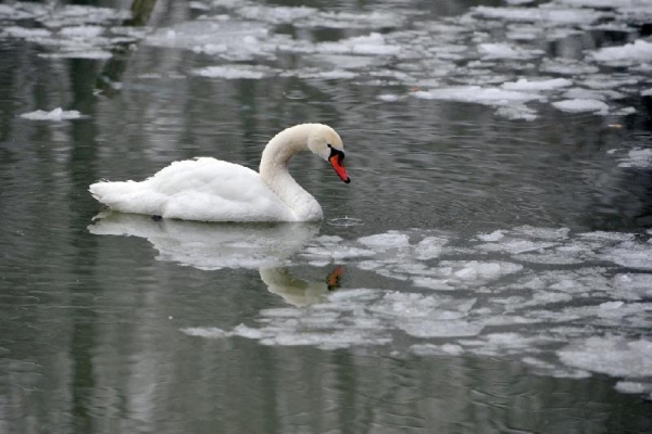 В Стародубский район Брянщины вернулись лебеди