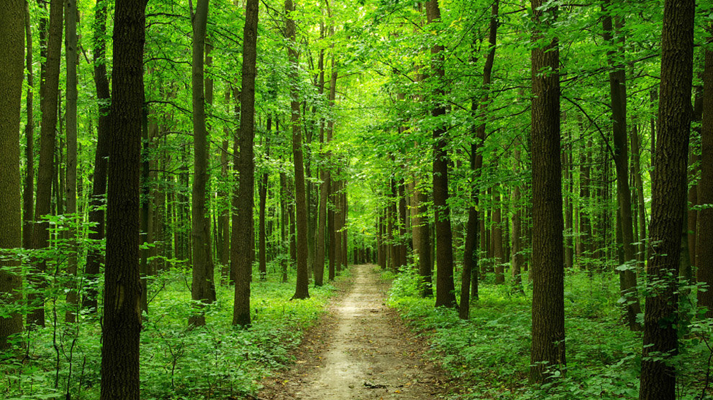 Первые школьные лесничества были образованы в Брянской области