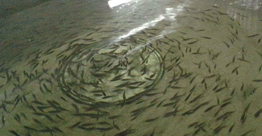 В ГосДуме обсудили вопросы развития в России аквакультуры и особенности правового регулирования сферы рыбоводства