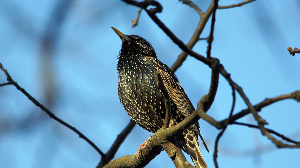 На Брянщине  — разгар прилета птиц