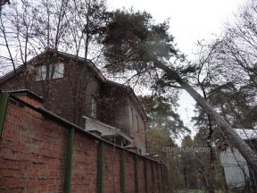 Можно ли самому срубить дерево возле дома?