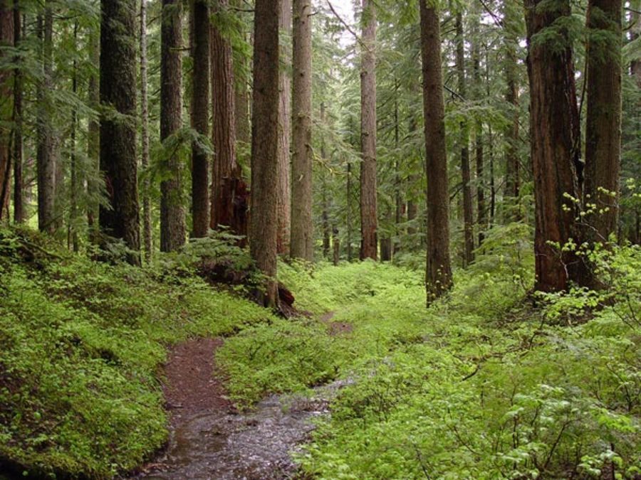 В Брянской области  на восстановление лесов будет потрачено 133 млн рублей