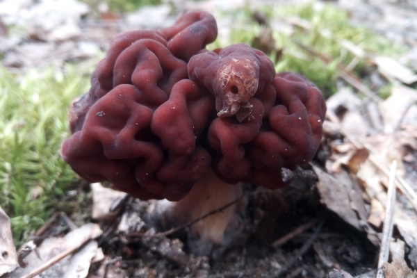 На Брянщине в  апреле собирают грибы