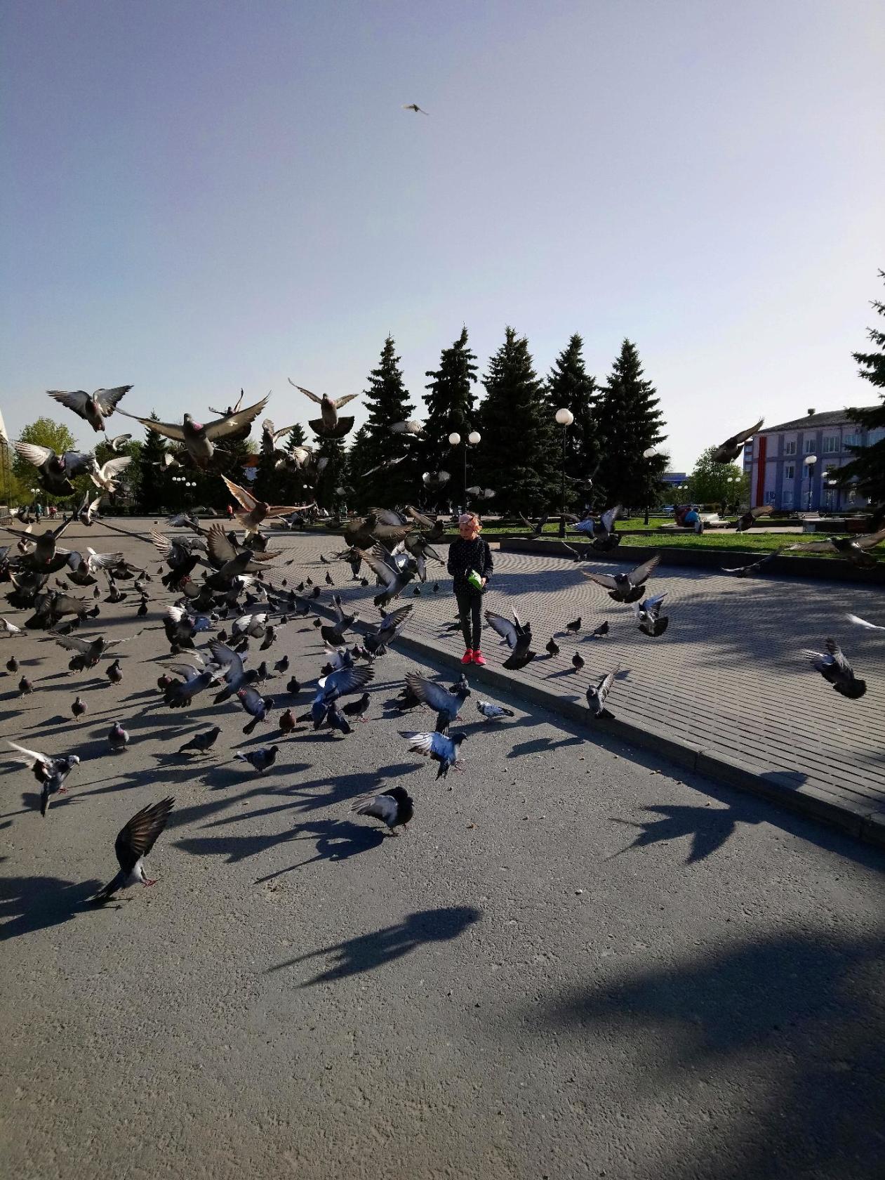 Голуби  на площади Карачева