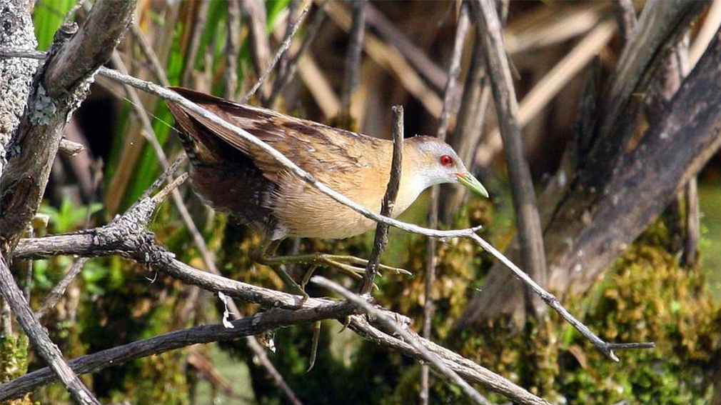 В заповеднике «Брянский лес» появился новый вид птиц