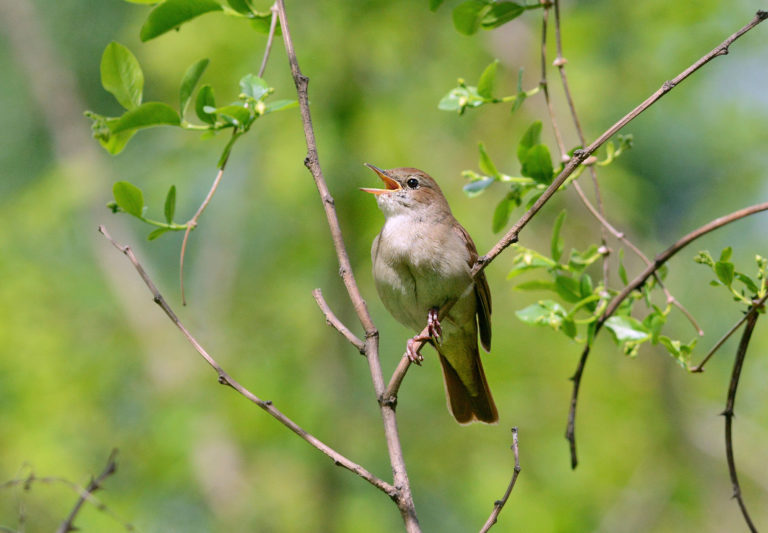 Соловьиный Карачев