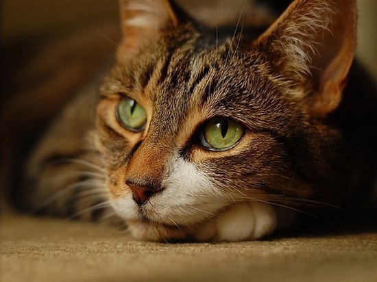 Благотворительная акция в помощь животным «Забери меня домой»проходит в Брянске