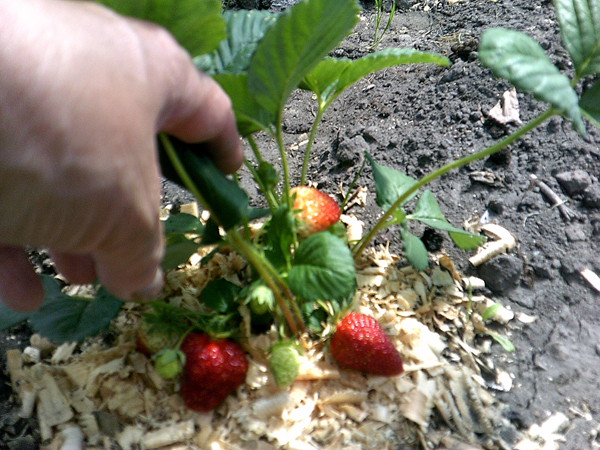 Весенние подарки по-карачевски