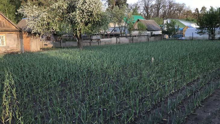 Жители брянской глубинки стали выращивать чеснок почти в промышленных масштабах.