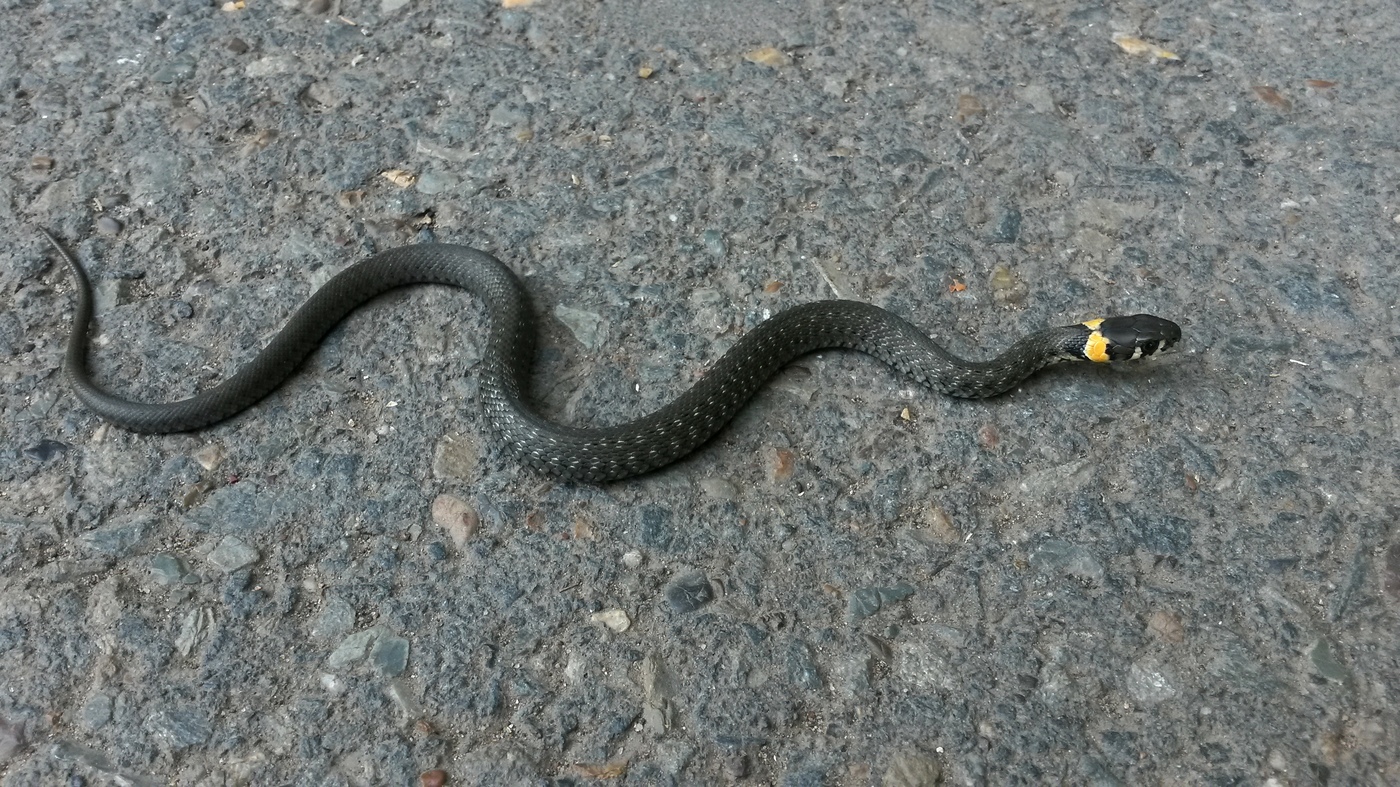 В центре Карачева обосновались ужи