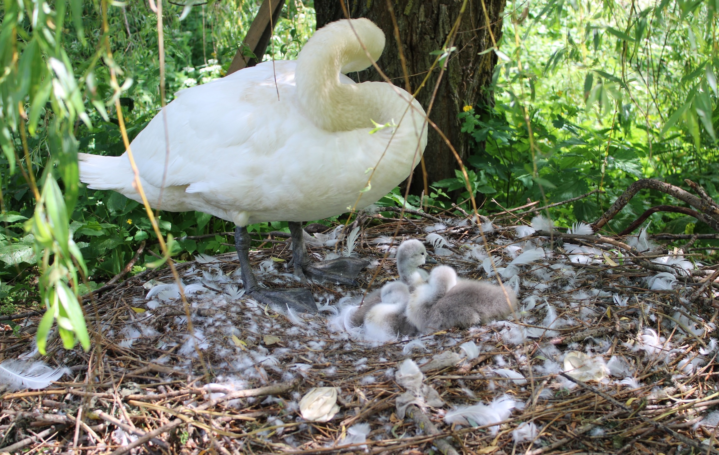 В Овстуге стая лебедей пополнилась пятью птенцами