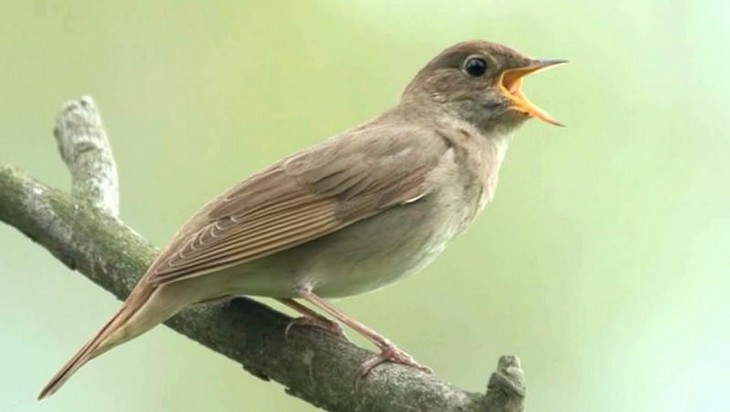 Брянск близок к званию соловьиной столицы