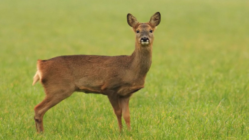 В заповеднике «Брянский лес» волонтерам за выходные удалось сделать много полезного