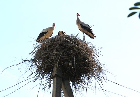 В Погарском районе Брянщины появились селения аистов