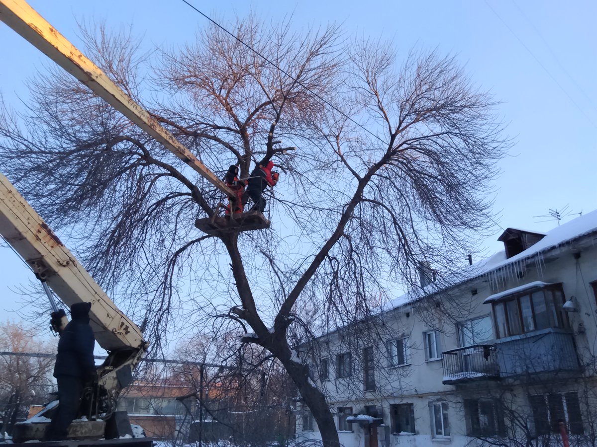 Когда дерево может упасть…