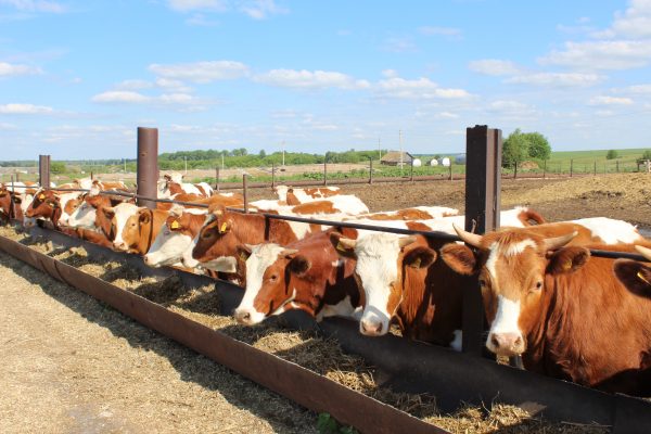 В Комаричском районе Брянщины переходят на безвыпасное содержание животных