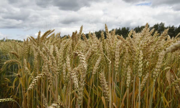 На Брянщине объем производства сельхопродукции вырос в 1,6 раза, растениеводства – в 1,7 раза