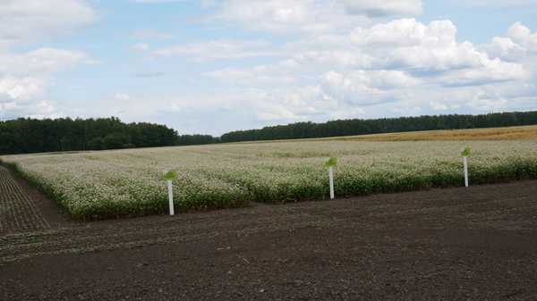 На Дне Брянского поля обсудили агротехнологии, позволяющие получать рекордные урожаи